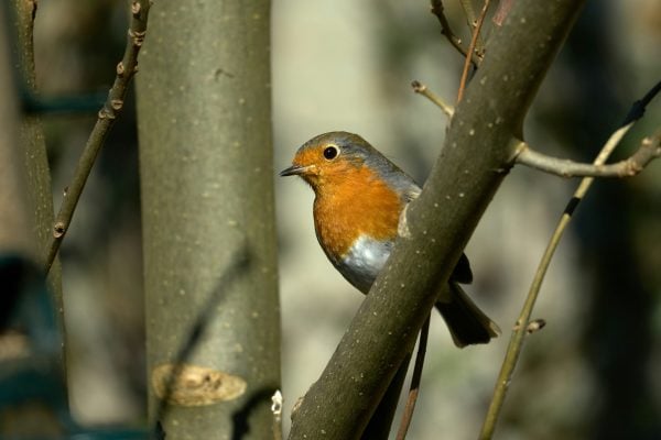 Image Bird 2