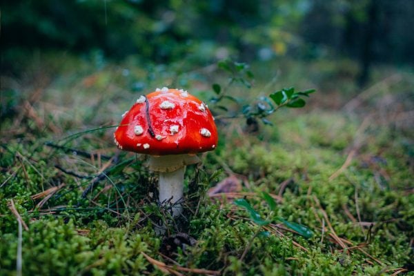 Image Mushroom